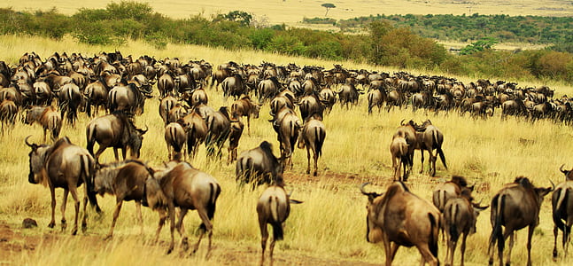 group of bisons thumbnail