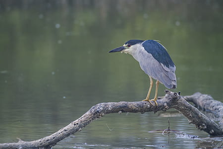 shallow focus photo of bird perched on branch thumbnail