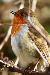 white and brown bird on tree branch thumbnail