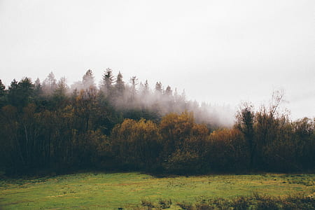 forest covered in sea of cloud thumbnail