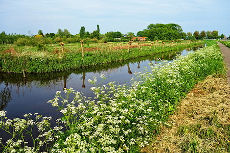 river surrounded by plants thumbnail