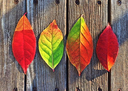 four assorted leaves thumbnail