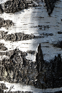 brown wood panel during daytime thumbnail