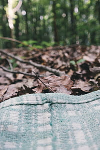 landscape, nature, forest, trees thumbnail