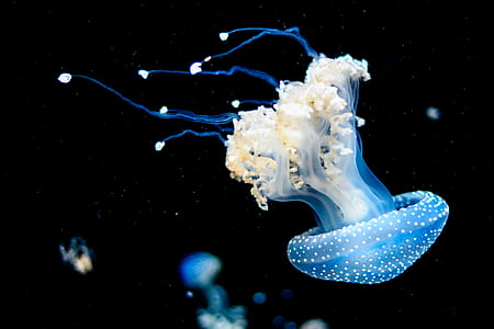 blue jellyfish thumbnail