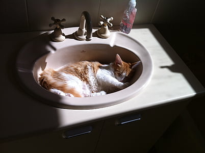 orange and white cat in sink thumbnail