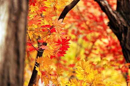 red maple leaves close-up photography thumbnail