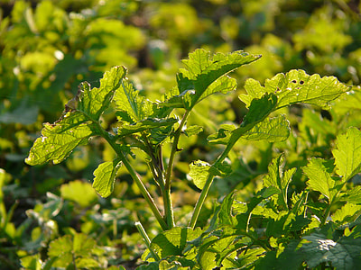Oilseed Rape, Field Of Rapeseeds thumbnail