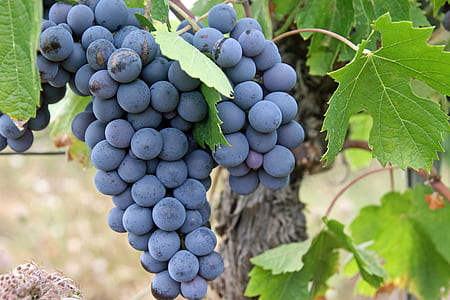 bunch of grapes in close-up photography thumbnail
