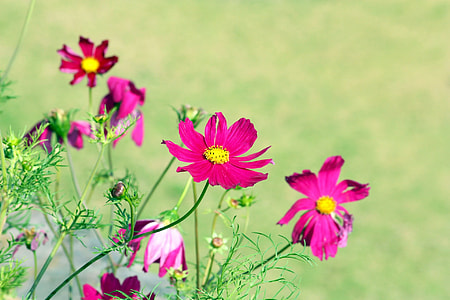 pink petaled flowers thumbnail