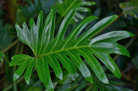 photo of green leaf thumbnail