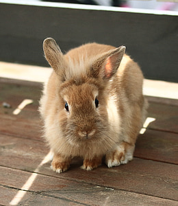 brown rabbit on table thumbnail