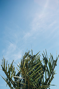 Green palm tree thumbnail