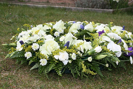 beige petaled flowers on grassy land thumbnail