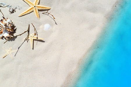beige star fish on beach thumbnail