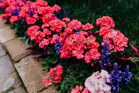 Flower shop in Castelfranco Veneto, Italy thumbnail