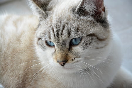 close-up photography of brown and white cat thumbnail
