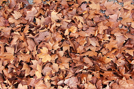 brown leaves thumbnail