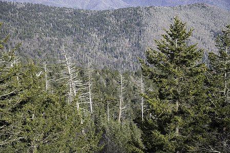 Trees on the Mountainside in Great Smoky Mountains National Park, Tennessee thumbnail