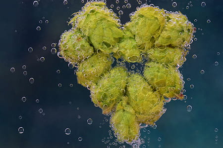 green plant forming heart thumbnail