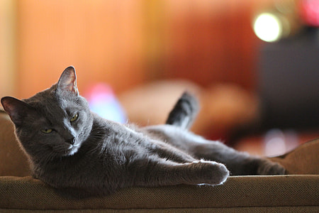gray cat lying on sofa thumbnail