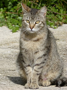 brown tabby cat sitting on concrete floor thumbnail