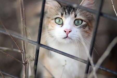 macro shot photography of calico cat thumbnail
