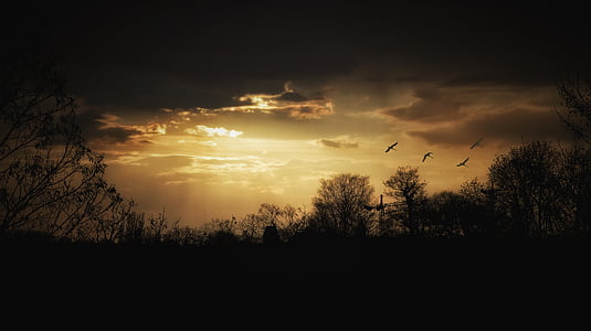 silhouette photo of forest thumbnail