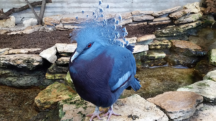 Magnificently Deaf, Exotic Birds | free photos | UIHere