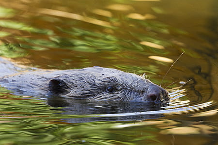 black animal in body of water thumbnail