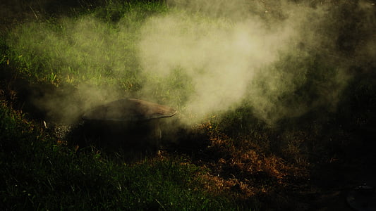 grass lawn with smoke thumbnail