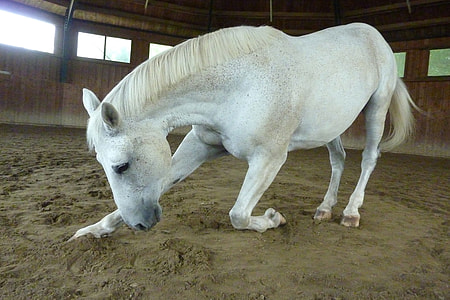 white horse inside the barn thumbnail