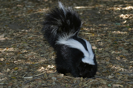 skunk of dried leaves during daytime thumbnail