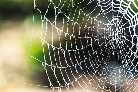 spider web in macro photography thumbnail