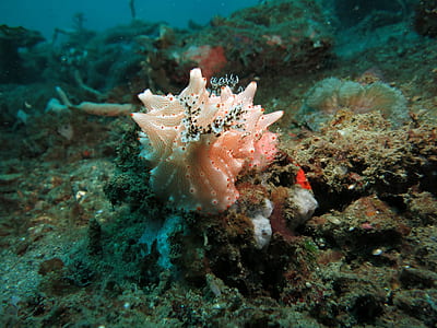 pink and orange sea plant thumbnail
