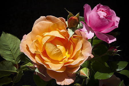 yellow and pink flowers thumbnail