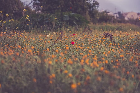 Orange and Red Petaled Flowers Photography thumbnail