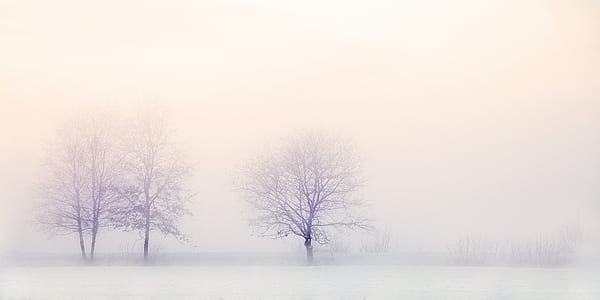 snow covered bare trees thumbnail