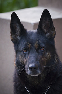 adult black and tan German shepherd close-up photo thumbnail
