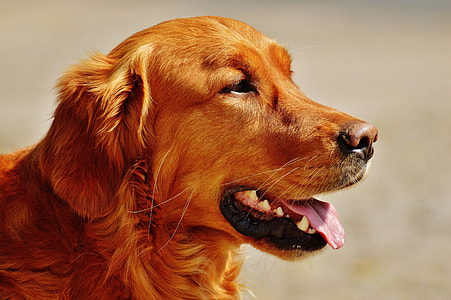 selective focus photograph of adult brown Labrador retriever thumbnail