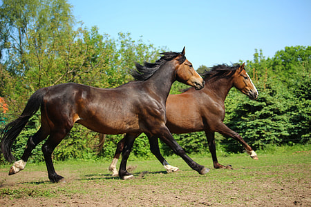 two brown horses running on grass field under clear blue sky thumbnail