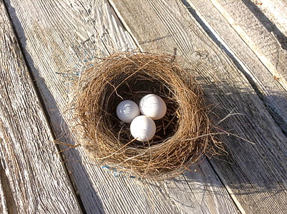 three white eggs in brown bird's nest thumbnail