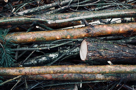 pile of firewood thumbnail