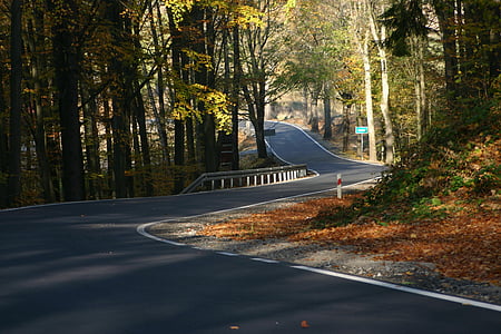 concrete road surrounded by trees thumbnail