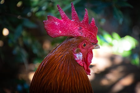 Red Rooster in Focus Photography thumbnail