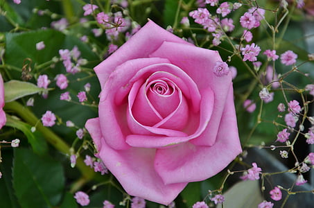 pink flower thumbnail