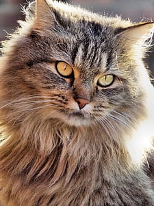 closeup photo of black and brown cat thumbnail
