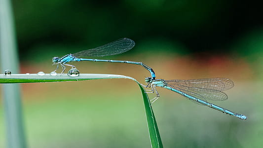 two teal dragonflies on green leaf thumbnail