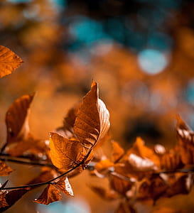 close-up photography of brown leaves thumbnail