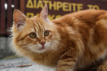 orange tabby cat thumbnail